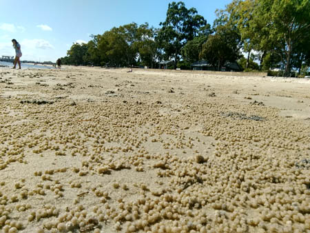 Balls of sand made by crabs